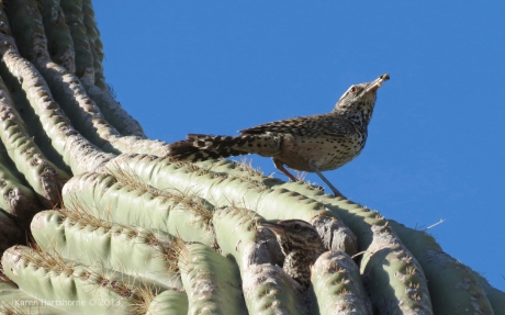 cactus wrens eating 2-imp