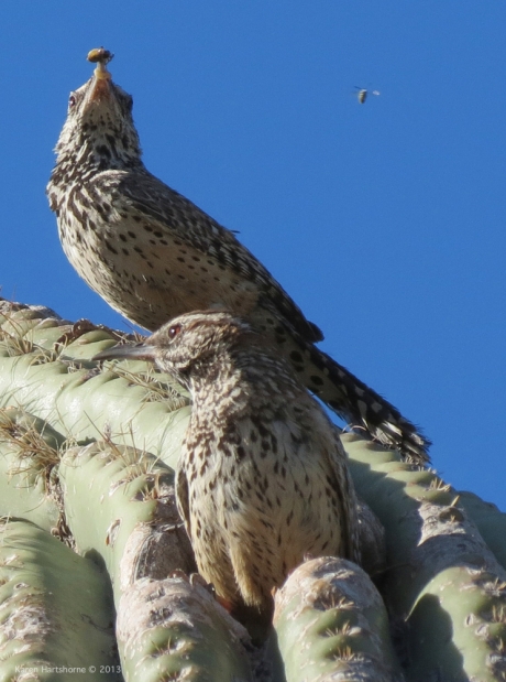 cactus wrens eating-imp