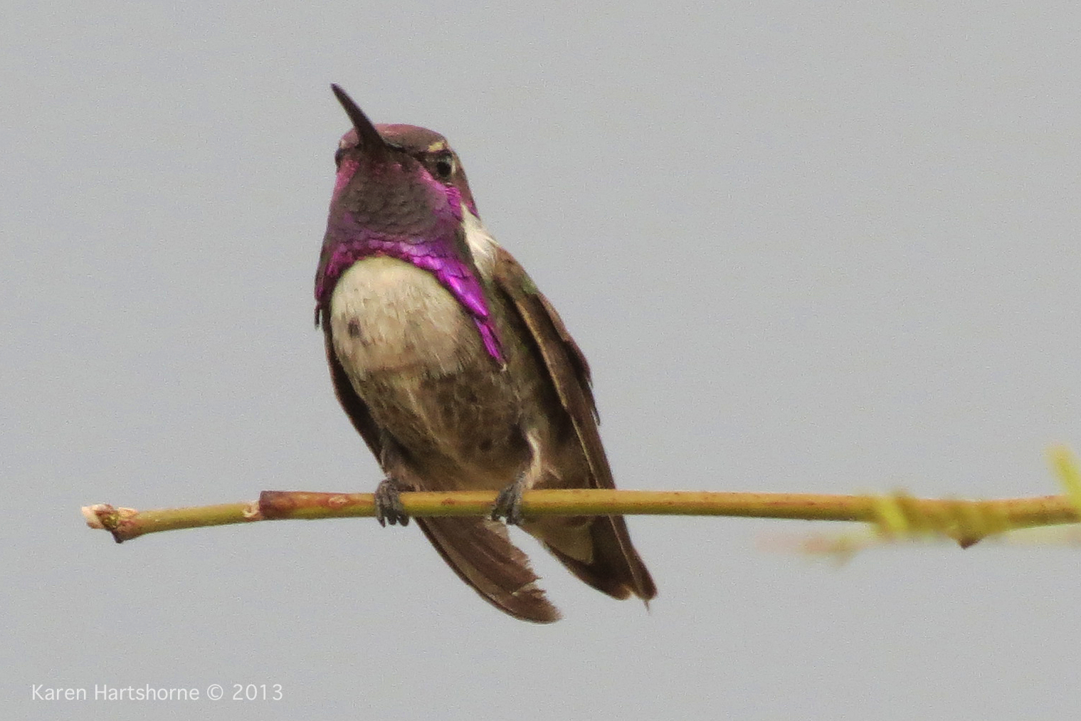 costas-hummingbird-male-2-imp.jpg