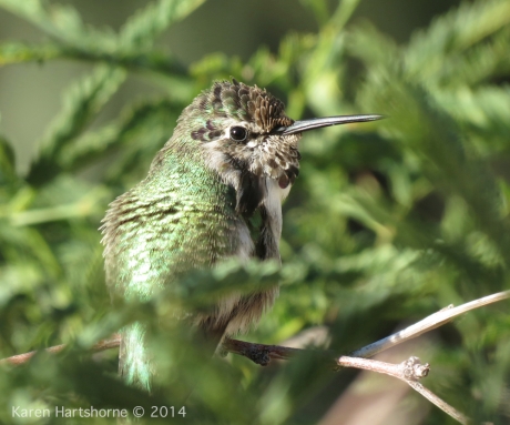 Tucson Hummingbird
