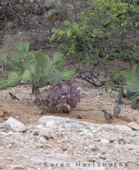Cactus Wren and Gambel's Quail Couple Corral Rattlesnake